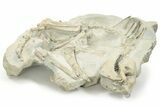Fossil Oreodont (Merycoidodon) Skeleton - Nearly Complete! #232222-9